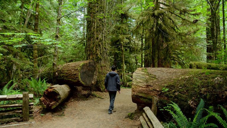 Cathedral Grove